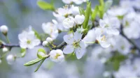 White Blossoms